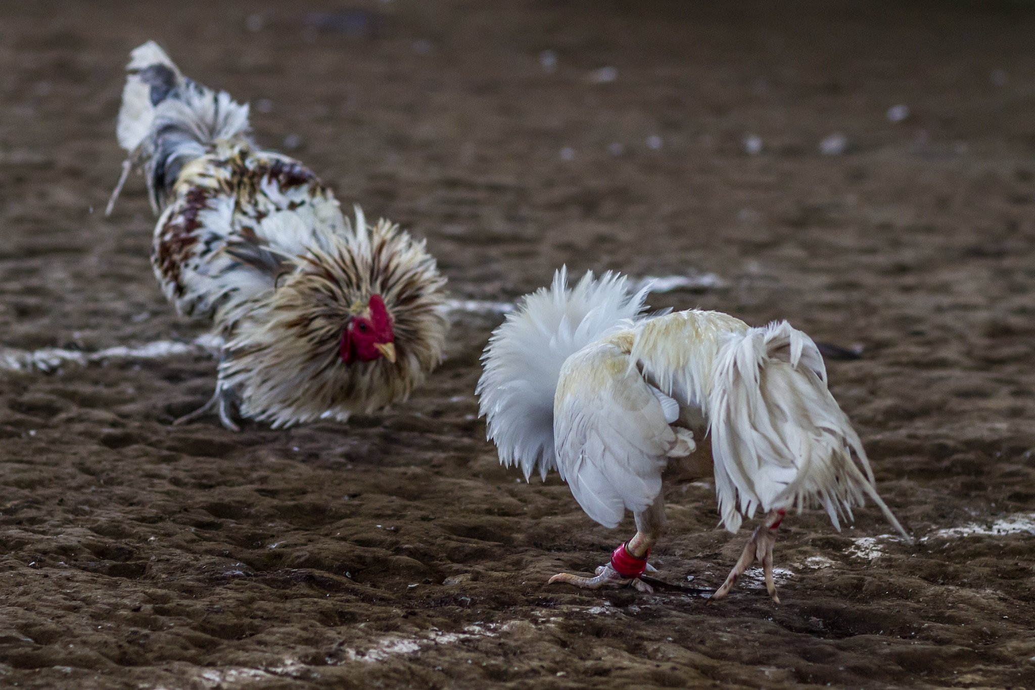 cockfighting - sabong